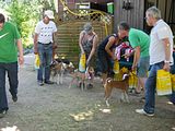 Golden Rabbit European Sandtrack-Derby Th. Ernst (214)